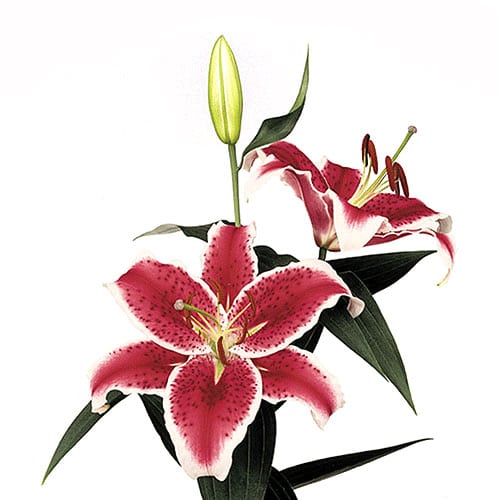 Starfighter Pink Lily Flower