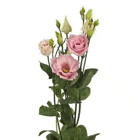 Pink Lisianthus Flower 100 stems