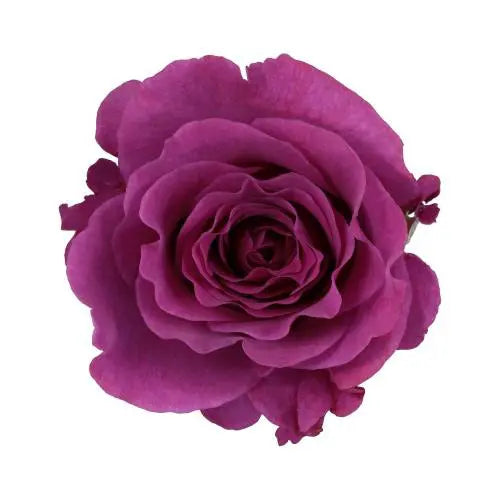 Purple Garden Roses 48 Stems