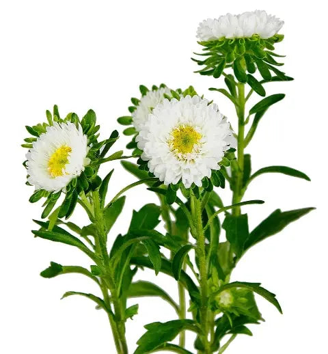 White Matsumoto Flowers 100 stems