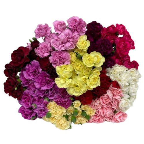 Mix Miniature Carnation Flowers