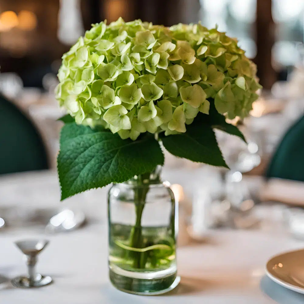 Mini Green Hydrangea, 50 Bloom Weekly Subscription