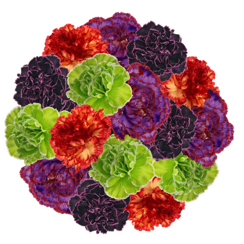 Halloween Carnation Mix
