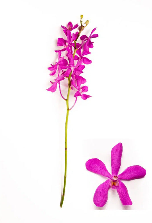 Pink Mokara Orchids 60 stems
