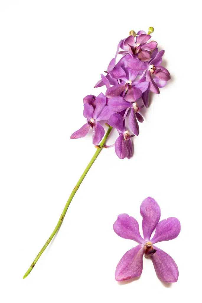 Lavender Mokara Orchids 60 stems