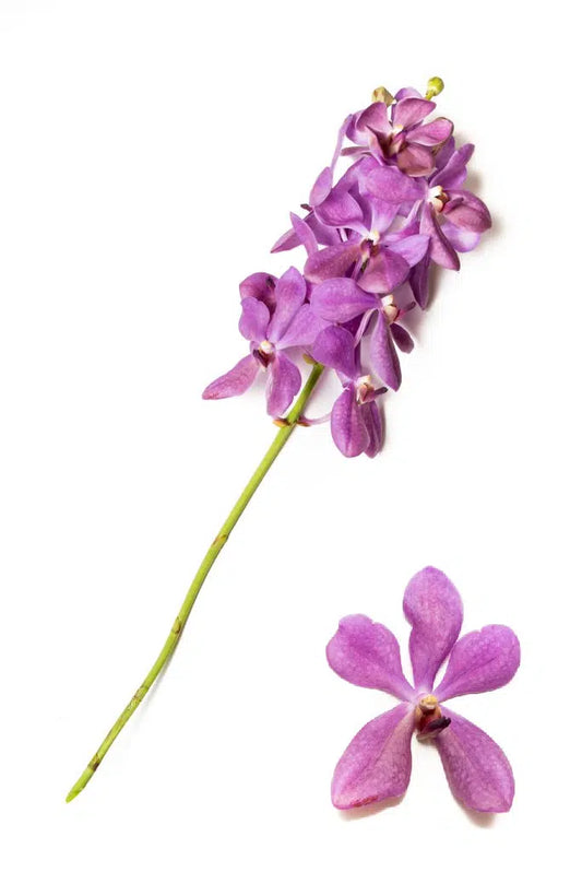 Lavender Mokara Orchids 60 stems