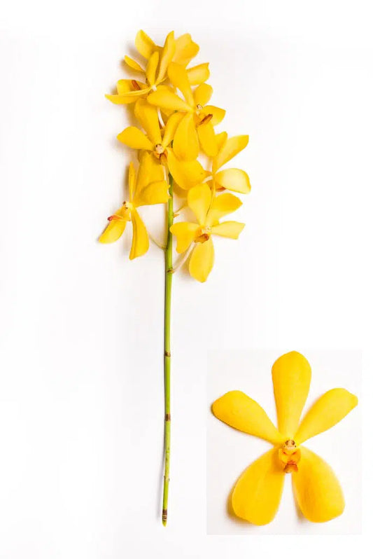 Yellow Mokara Orchids 60 stems