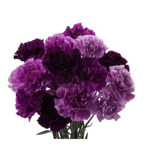 Purple and Lavender Carnations