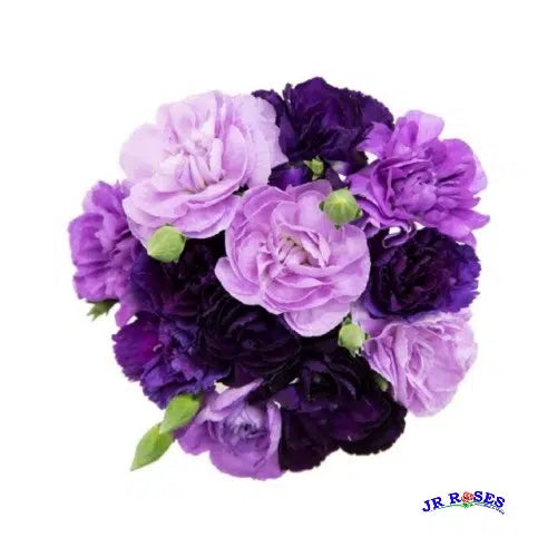 Purple and Lavender Mini Carnations, 160 stems