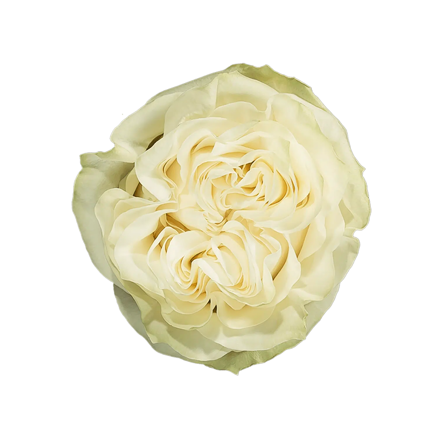 Moonstone Garden Roses, 100 stems