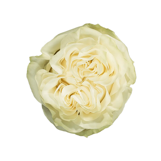 Moonstone Garden Roses, 100 stems