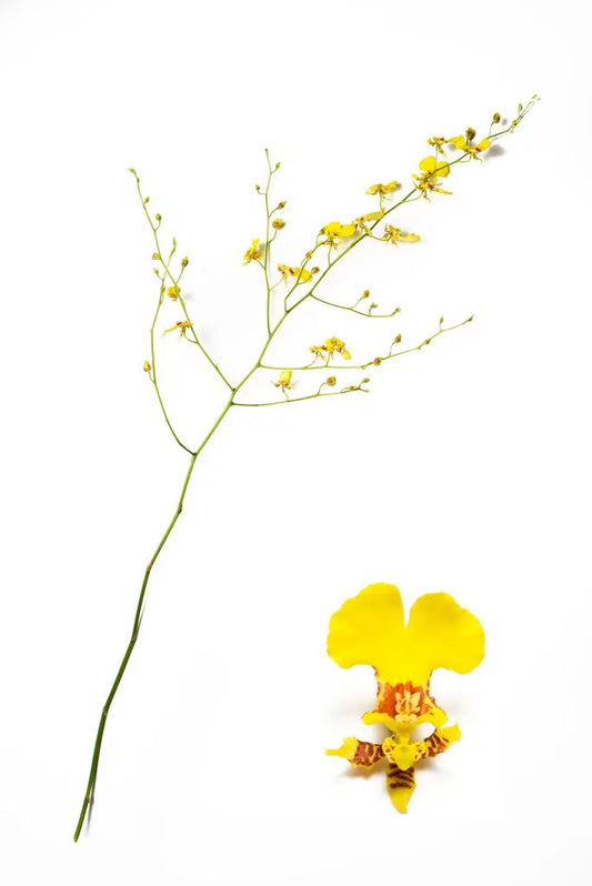 Yellow Oncidium Orchids 80 stems