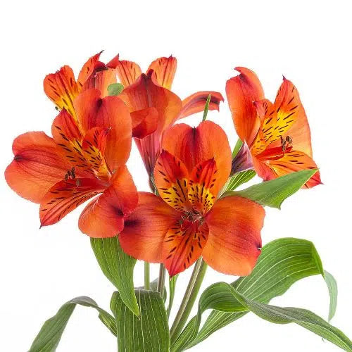Orange Tiger Lily Flowers 120 stems