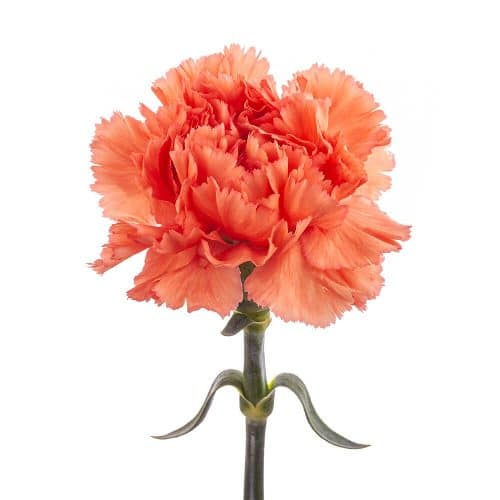 Orange Carnation