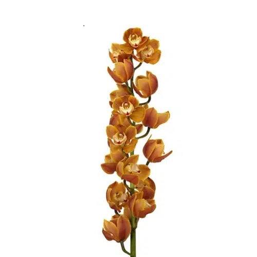 Orange Cymbidium, 10 stems