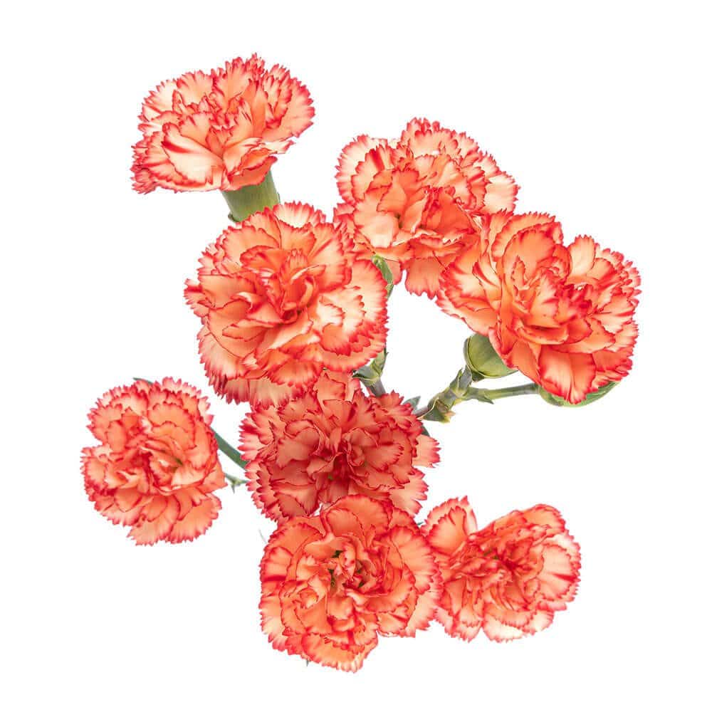 Orange Mini Carnation Flowers