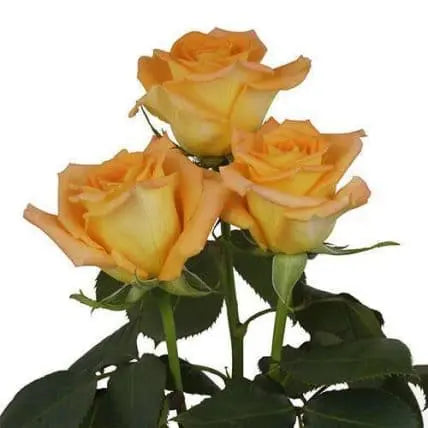 Orange Roses, 100 stems