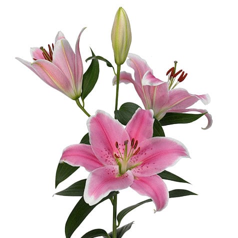 Pink Oriental Lily Flower