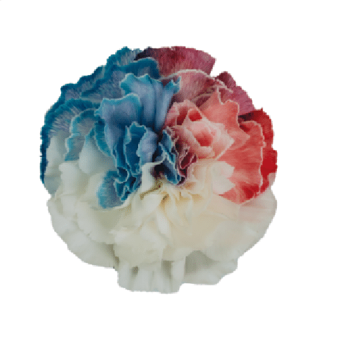 Patriot Carnation Flowers