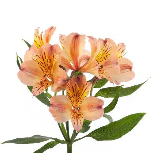 Peach Tiger Lily Flower 120 stems