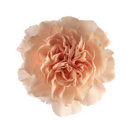 Peach Carnation Flower