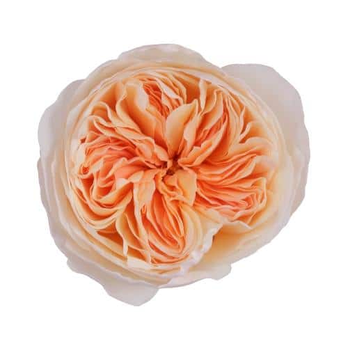 Peach Garden Roses 36 Stems