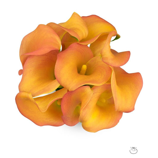 Peach Mini Calla Lily Flower