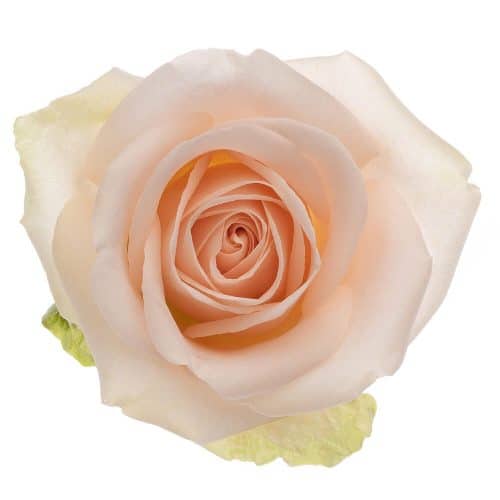 Peach Roses