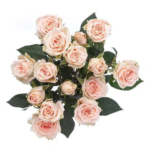 Peach Mini Spray Roses, 100 stems
