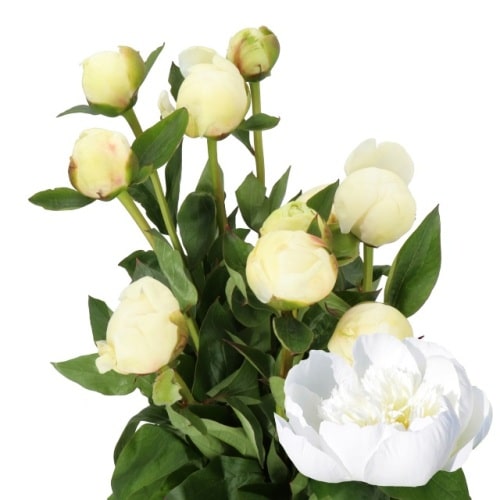 Peony Bridal White