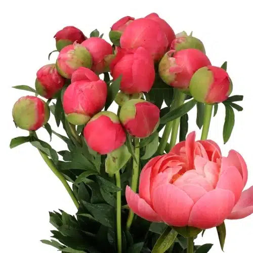 Coral Peony 60 stems