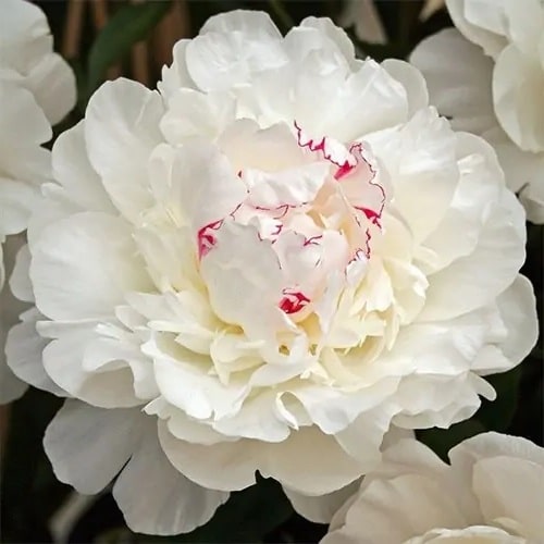 Peony Festiva Maxima