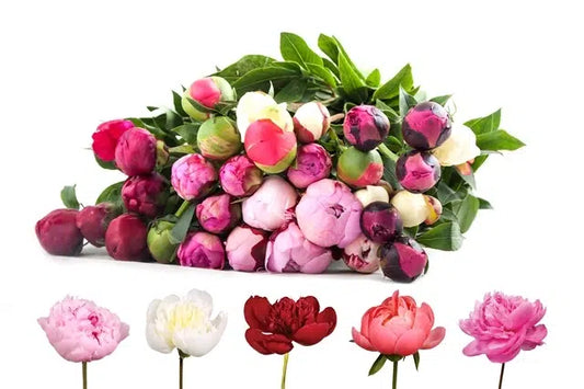 Peony Flower Assorted 60 stem