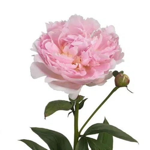 Light Pink Peony
