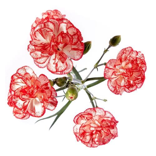Peppermint Mini Carnation Flower