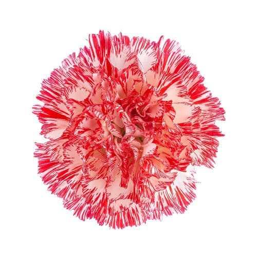 Peppermint Carnation Flower