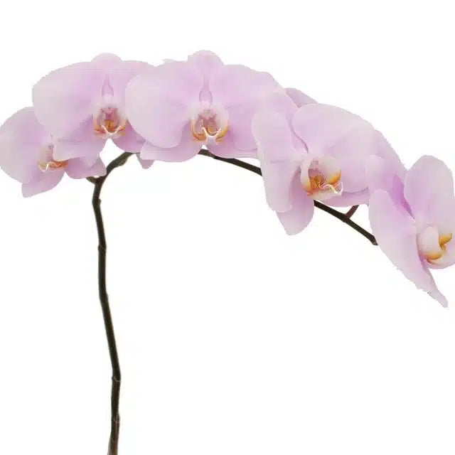 Light Pink Phalaenopsis, 12 stems