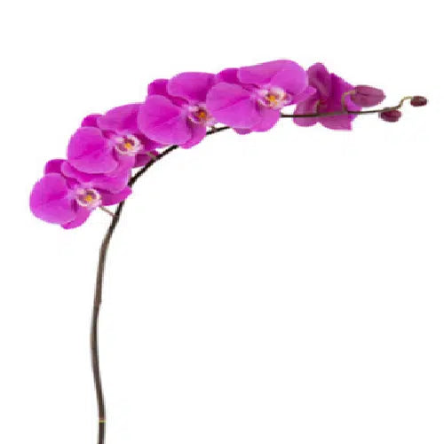 Purple Phalaenopsis, 12 stems