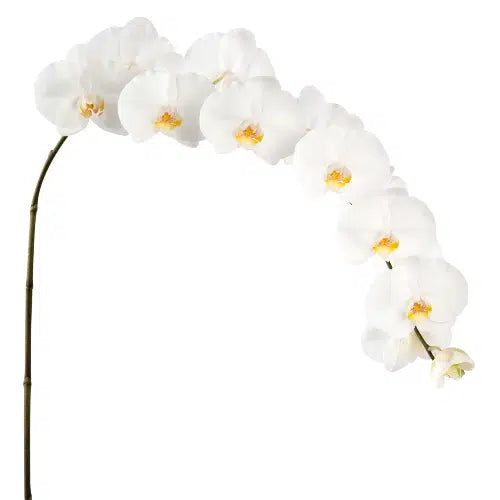 White Phalaenopsis, 12 stems