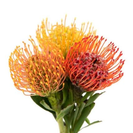 Pincushion Flowers 50 stems