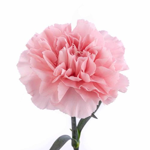 Pink Carnations