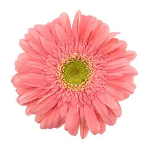 Pink Gerbera Daisy 80 Blooms