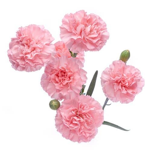 Pink Mini Carnation Flowers