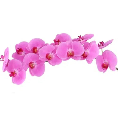 Pink Phalaenopsis, 12 stems