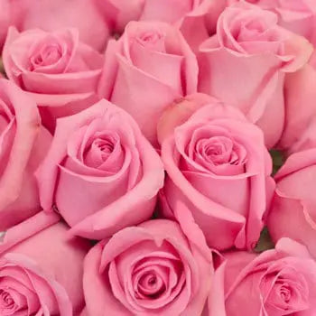 Pink Roses, 100 stems