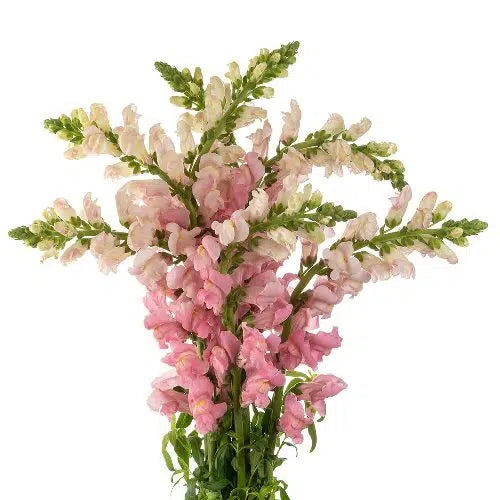 Pink Snapdragon, 100 stems