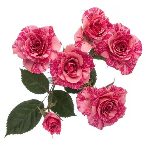 Pink Splash Mini Roses, 100 stems