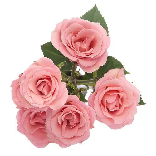Pink Mini Spray Rose, 100 stems