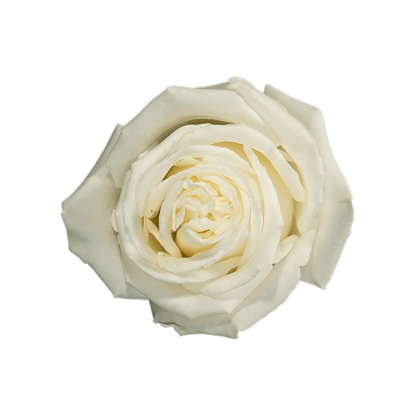 Playa Blanca Garden Roses, 100 stems