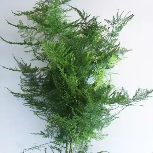 Plumosa Fern Greenery 10 Bunch